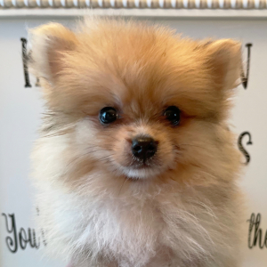 Pomeranian Puppy Drake