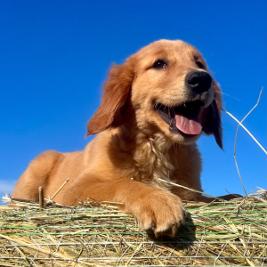 Golden Retriever Puppy Nova