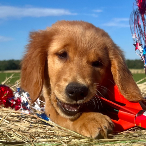 Golden Retriever Puppy Nova