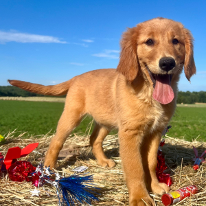 Golden Retriever Puppy Nova