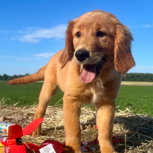 Golden Retriever Puppy Nova