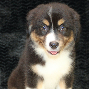 Australian Shepherd Puppy Danica