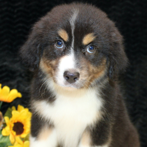 Australian Shepherd Puppy Danica