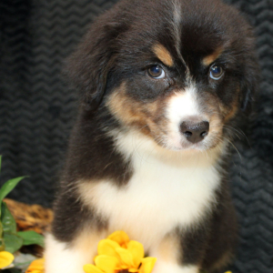 Australian Shepherd Puppy Danica