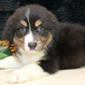 Australian Shepherd Puppy Danica
