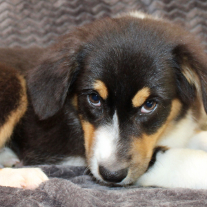 Australian Shepherd Puppy Danica