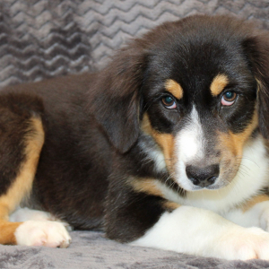 Australian Shepherd Puppy Danica