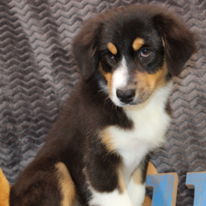 Australian Shepherd Puppy Danica