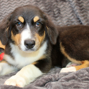 Australian Shepherd Puppy Danica