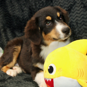 Australian Shepherd Puppy Danica