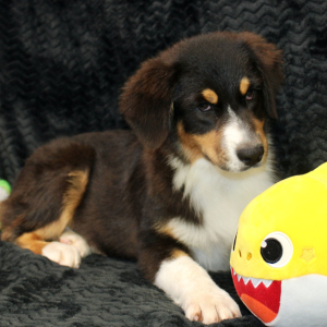 Australian Shepherd Puppy Danica