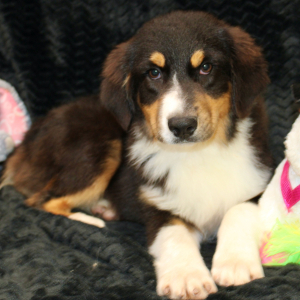 Australian Shepherd Puppy Danica