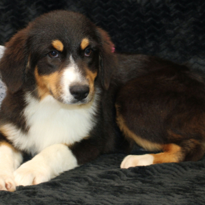 Australian Shepherd Puppy Danica