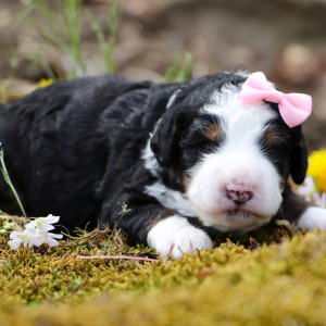 Bernedoodle Puppy Charlotte