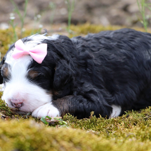 Bernedoodle Puppy Charlotte