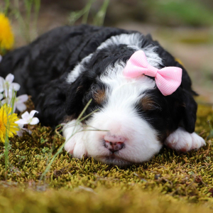 Bernedoodle Puppy Charlotte