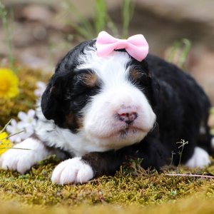 Bernedoodle Puppy Charlotte