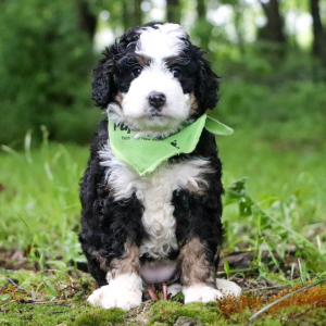 Bernedoodle Puppy Charlotte