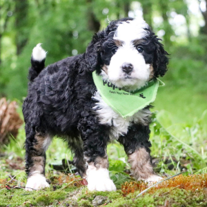 Bernedoodle Puppy Charlotte