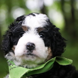 Bernedoodle Puppy Charlotte