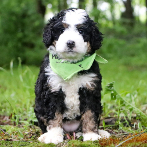 Bernedoodle Puppy Charlotte