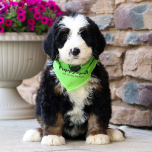 Bernedoodle Puppy Olivia