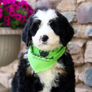 Bernedoodle Puppy Olivia