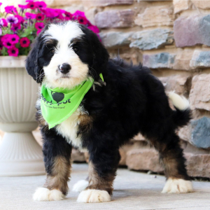 Bernedoodle Puppy Olivia
