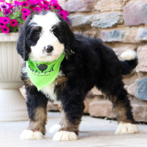 Bernedoodle Puppy Olivia