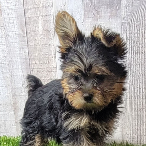 Yorkshire Terrier Puppy Cocoa