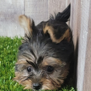 Yorkshire Terrier Puppy Cocoa