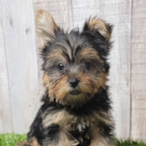 Yorkshire Terrier Puppy Cocoa