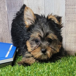 Yorkshire Terrier Puppy Cocoa