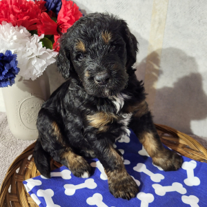 Bernedoodle Puppy Chris