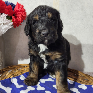 Bernedoodle Puppy Chris