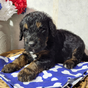Bernedoodle Puppy Chris