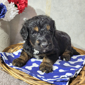 Bernedoodle Puppy Chris