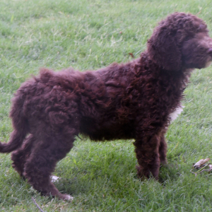 Aussiedoodle Puppy Dane