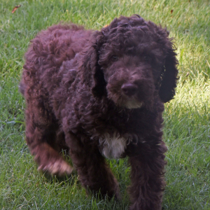 Aussiedoodle Puppy Dane