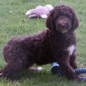 Aussiedoodle Puppy Dane