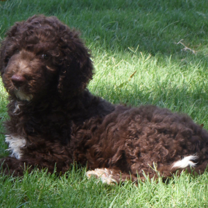 Aussiedoodle Puppy Dane