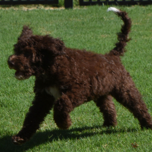 Aussiedoodle Puppy Dane