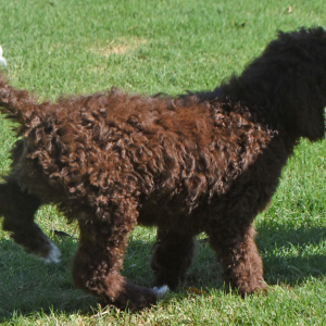 Aussiedoodle Puppy Dane