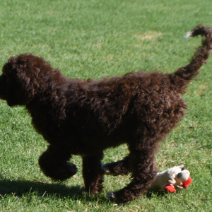 Aussiedoodle Puppy Dane