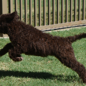 Aussiedoodle Puppy Dane