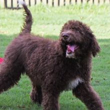 Aussiedoodle Puppy Dane