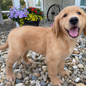 Golden Retriever Puppy Tasha