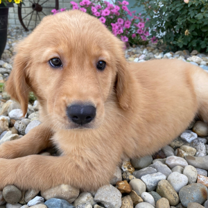 Golden Retriever Puppy Tasha