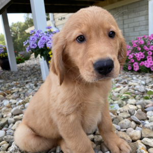 Golden Retriever Puppy Tasha