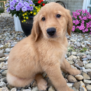 Golden Retriever Puppy Tasha